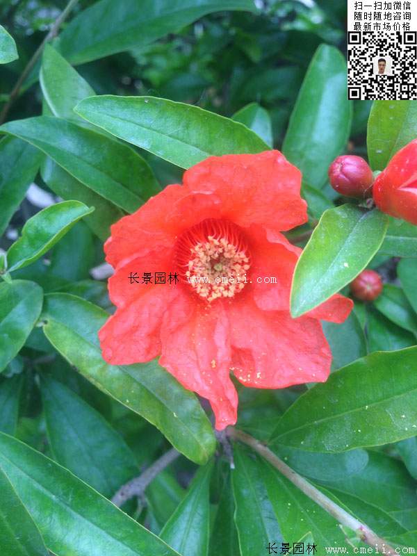 花石榴樹(shù)