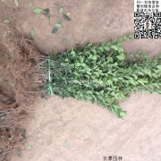 哪里有大葉黃楊綠籬苗 價(jià)格是多少？