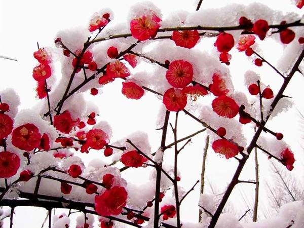 紅梅樹紅梅花 紅梅樹紅梅花