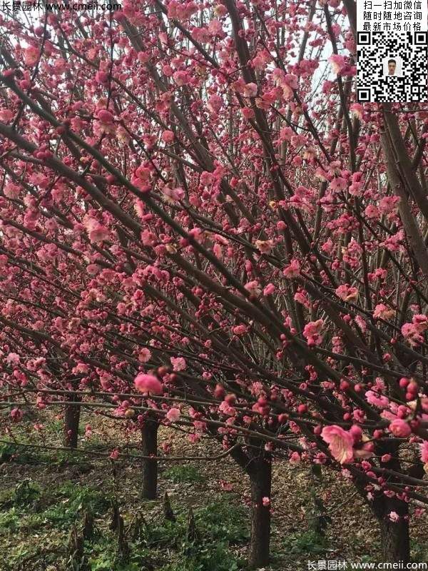 紅梅花紅梅樹紅梅價(jià)格圖片 紅梅花紅梅樹紅梅價(jià)格圖片