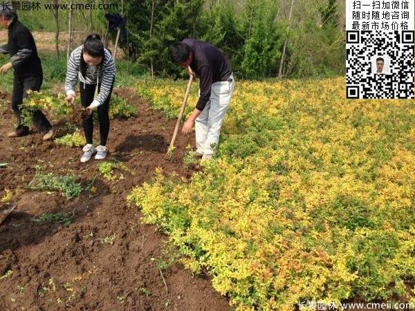 金山繡線菊圖片