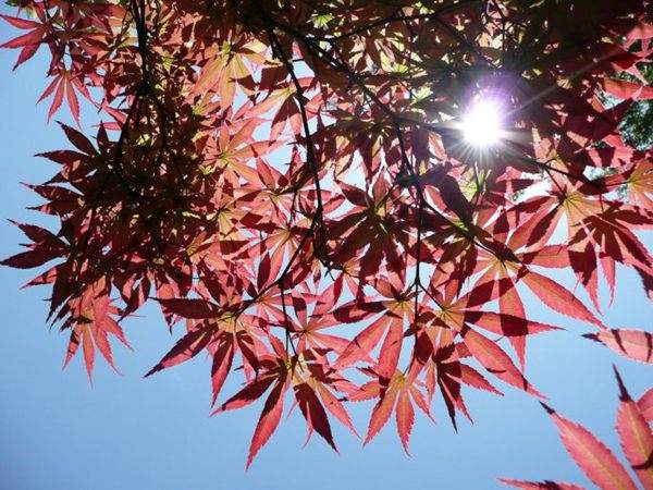 紅楓作衫，白楊為裙，美的傾國(guó)傾城！