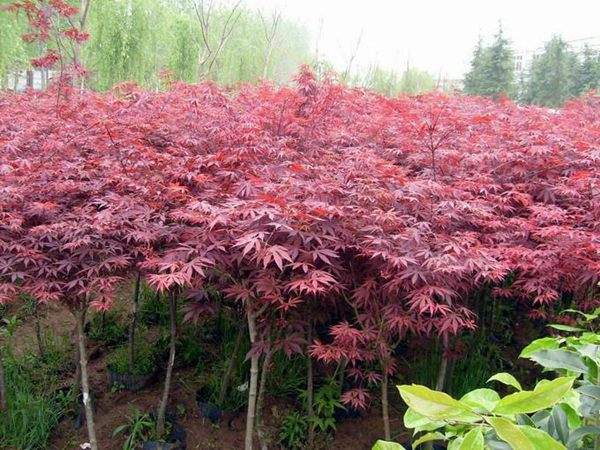 大型紅楓基地實(shí)拍圖曝光！