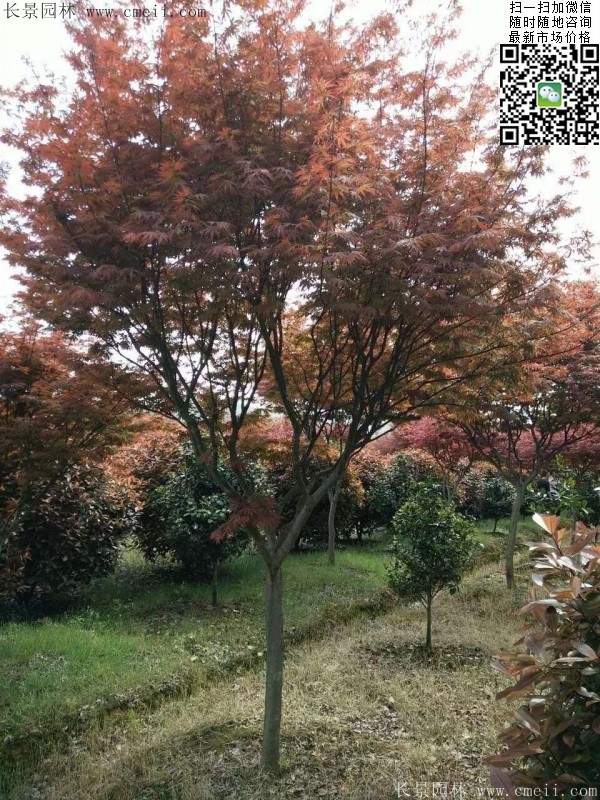 中國(guó)紅楓 中國(guó)紅楓