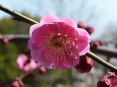 聽說“日本櫻花”和“紅梅”還是近親呢，你知