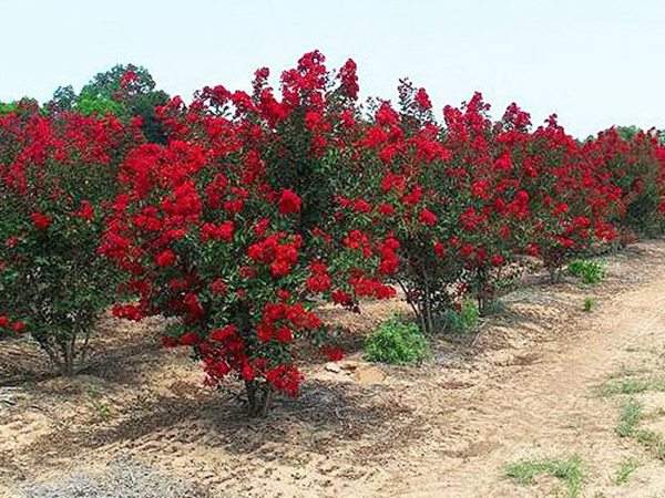 專家告訴你，市場(chǎng)上紫薇花樹價(jià)格是多少？