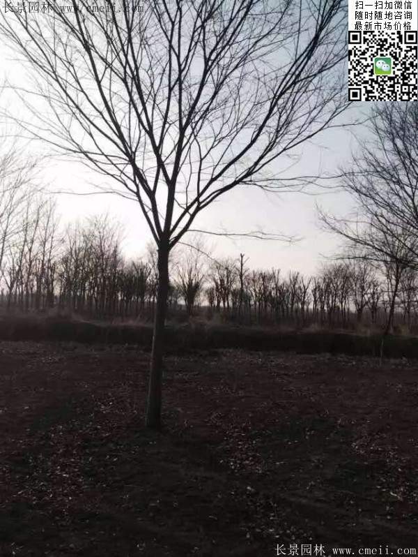 櫸樹 櫸樹
