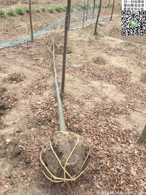 櫸樹 櫸樹