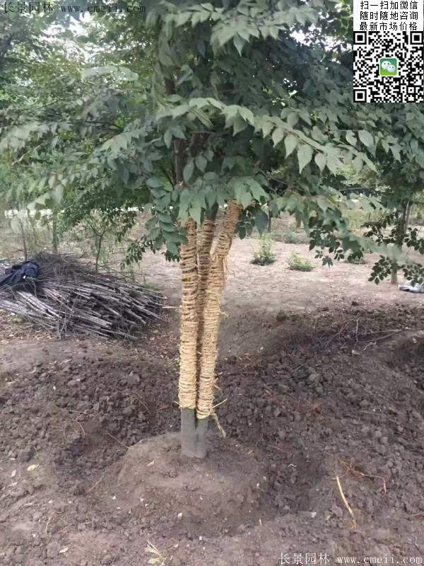 櫸樹 櫸樹