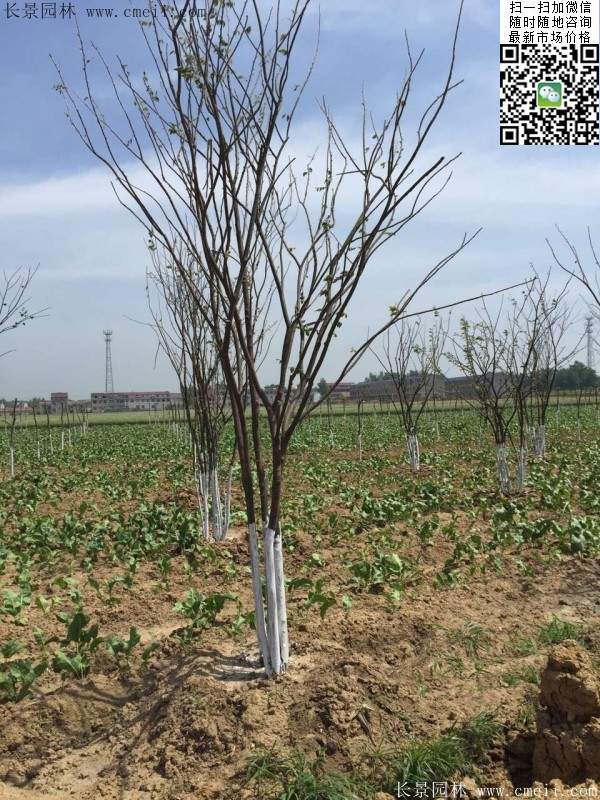 櫸樹 櫸樹