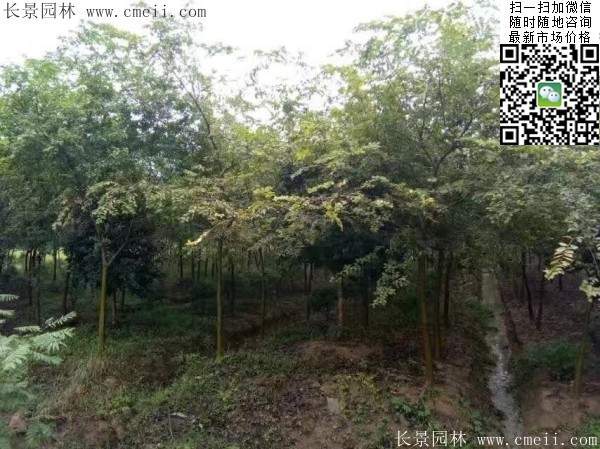 櫸樹(shù)身價(jià) 櫸樹(shù)身價(jià)