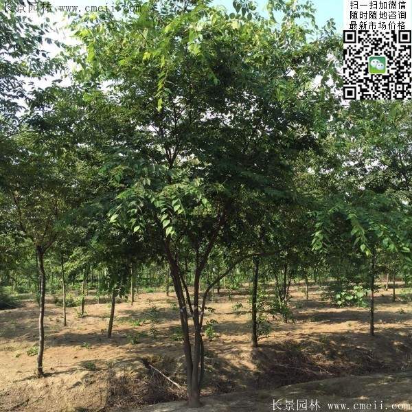 櫸樹綠化 櫸樹綠化