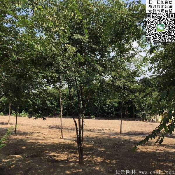 沭陽(yáng)櫸樹(shù) 沭陽(yáng)櫸樹(shù)