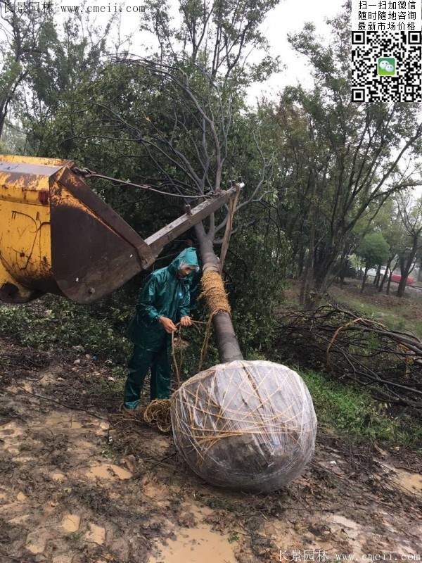 沭陽櫸樹批發(fā) 沭陽櫸樹批發(fā)