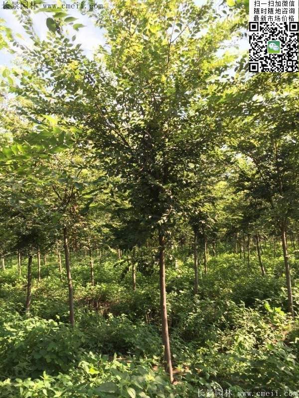 櫸樹(shù)紅櫸樹(shù) 櫸樹(shù)紅櫸樹(shù)