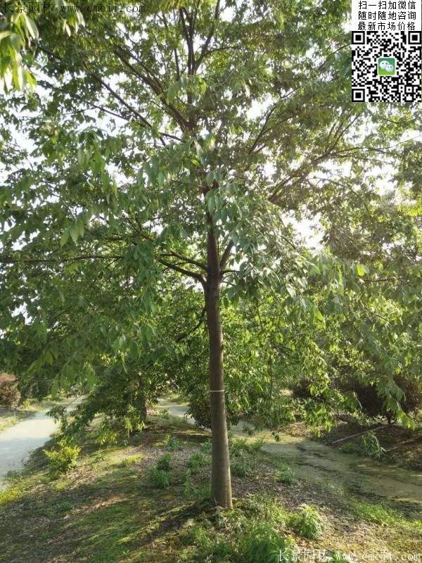 櫸樹(shù)紅櫸樹(shù) 櫸樹(shù)紅櫸樹(shù)