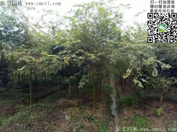 櫸樹(shù)紅櫸樹(shù) 櫸樹(shù)紅櫸樹(shù)