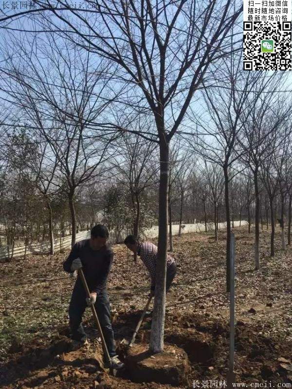 櫸樹 櫸樹