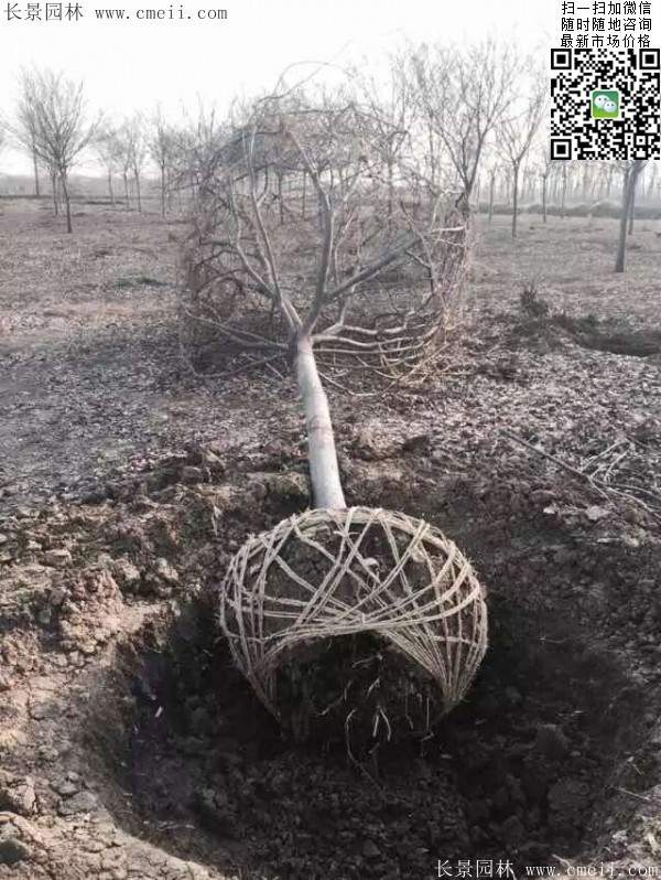 櫸樹 櫸樹
