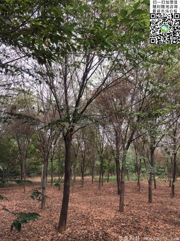 櫸樹 櫸樹