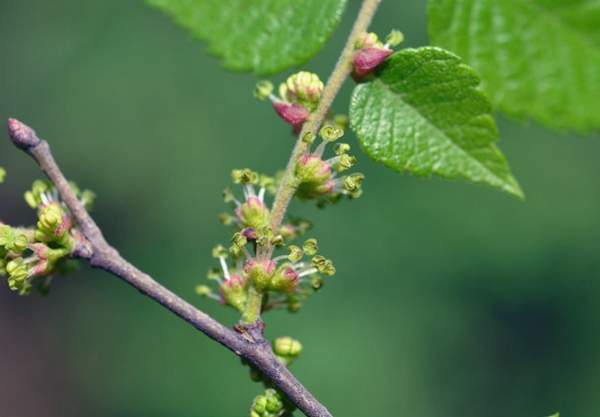 櫸樹花 櫸樹花