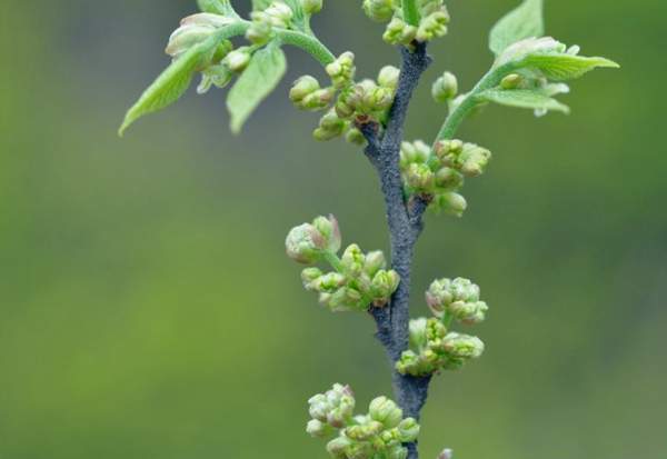 樸樹花 樸樹花