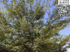 2016下半年最新紅櫸樹苗價格表匯總