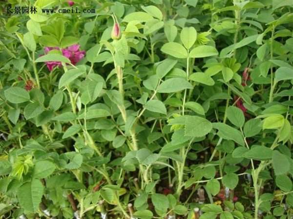 物美價(jià)廉的食用玫瑰在哪買？