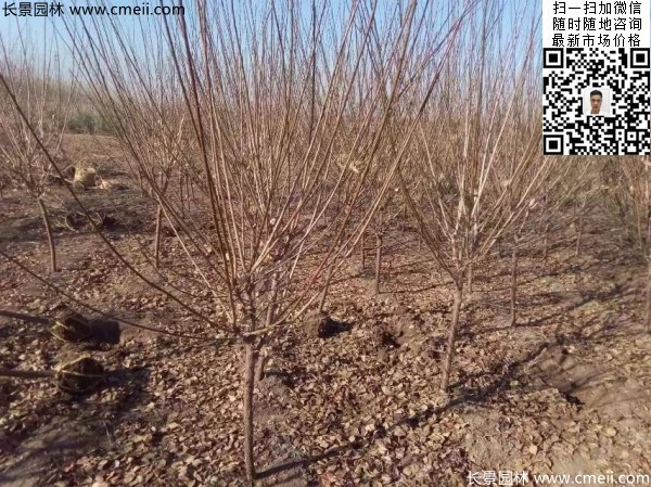 地徑5-7公分紅梅，數(shù)量7000棵左右