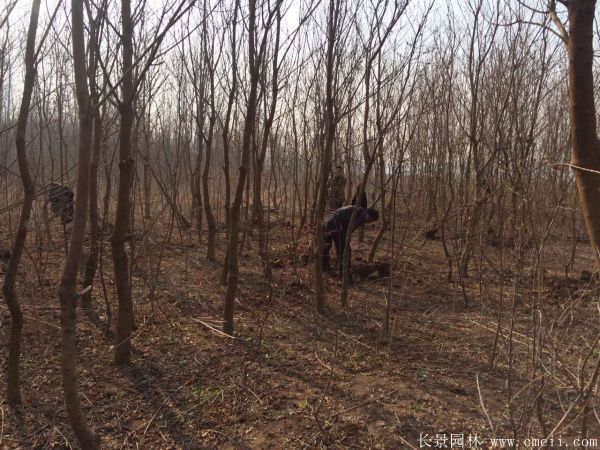 烏柏樹圖片烏柏樹苗木基地實(shí)拍