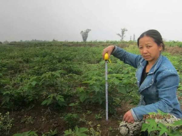 茍樹圖片茍樹基地實拍