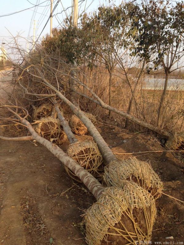 茍樹圖片茍樹基地實拍