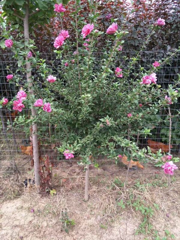 木槿花圖片基地實(shí)拍