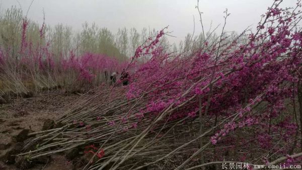 叢生紫荊樹圖片基地實拍