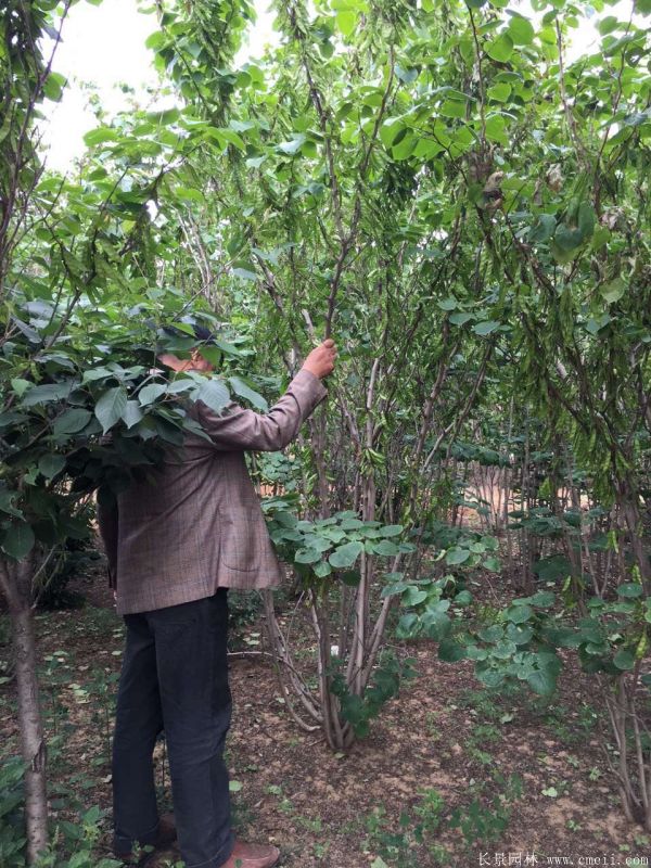 叢生紫荊樹圖片基地實拍