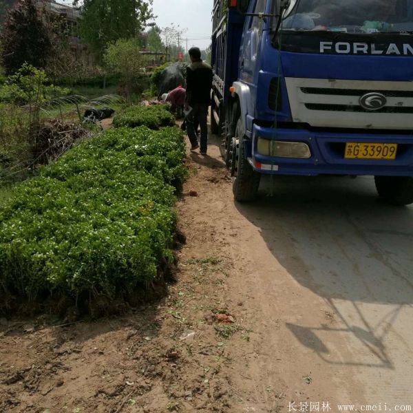 小葉黃楊圖片基地實拍