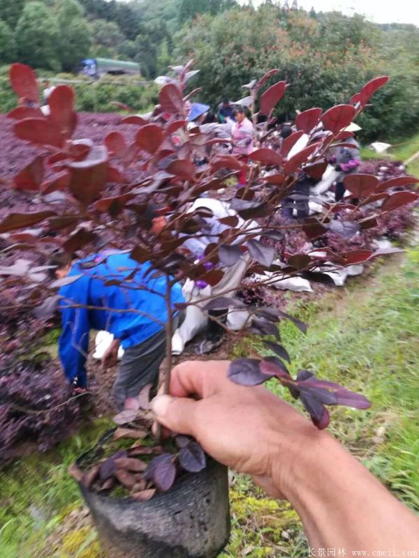 紅花繼木圖片基地實(shí)拍