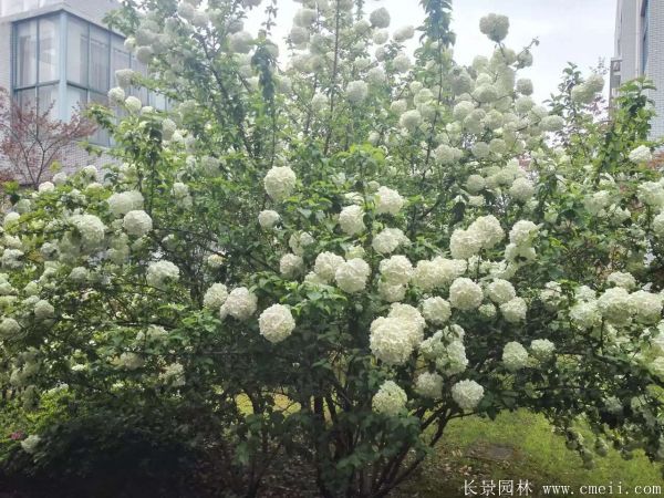 繡球花圖片基地實(shí)拍