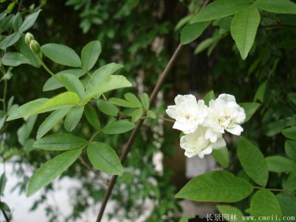 木香苗圖片基地實拍