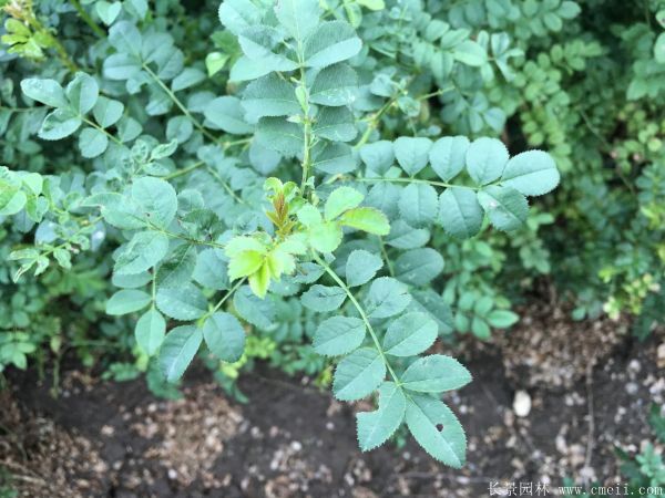 黃刺玫種子發(fā)芽出苗圖片