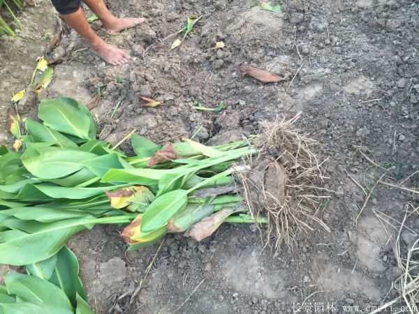 花葉美人蕉基地實(shí)拍圖片