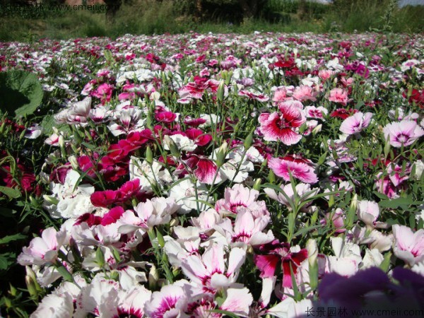 常夏石竹開(kāi)花圖片