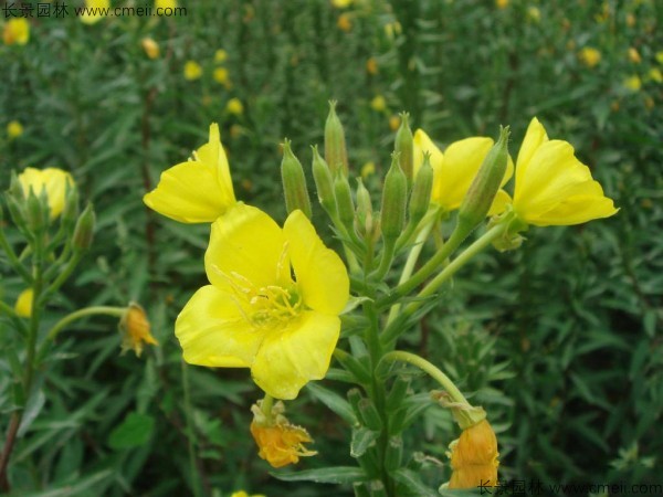 夜來(lái)香種子發(fā)芽出苗開(kāi)花圖片