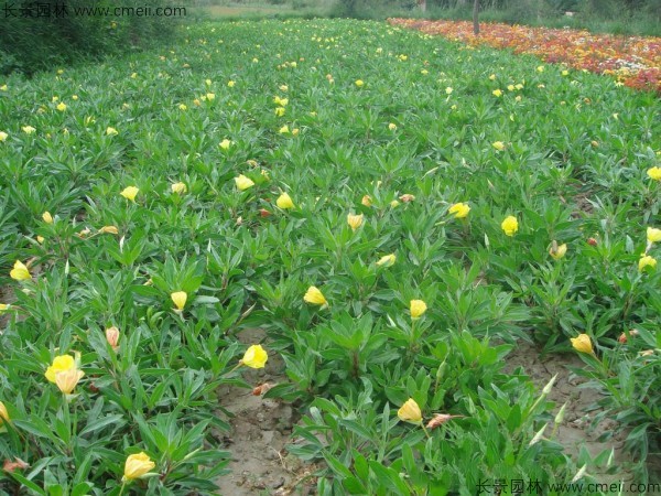 夜來(lái)香種子發(fā)芽出苗開(kāi)花圖片