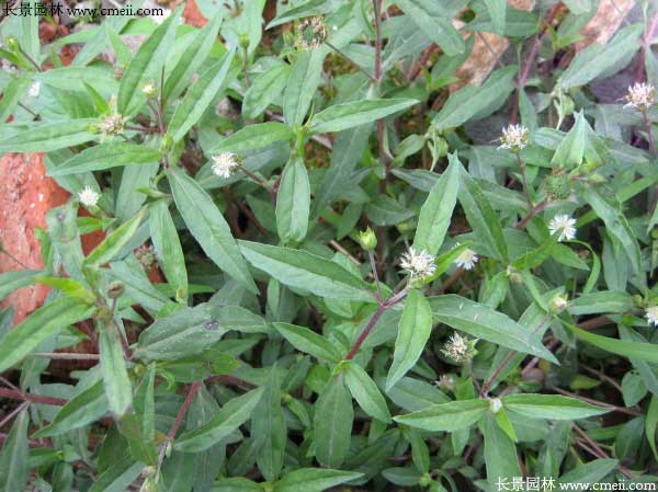 白花蛇草種子發(fā)芽出苗開(kāi)花圖片