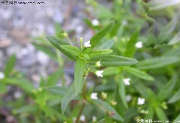 白花蛇草種子發(fā)芽出苗開(kāi)花圖片