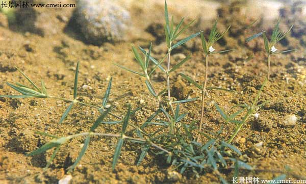 白花蛇草種子發(fā)芽出苗開(kāi)花圖片