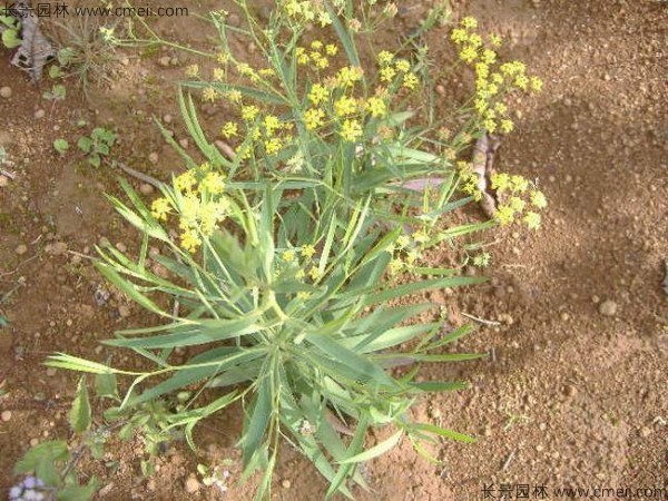 柴胡種子發(fā)芽出苗開花圖片