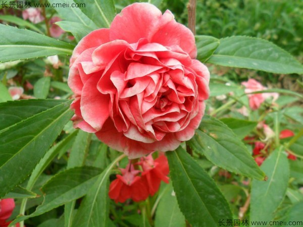 鳳仙花種子發(fā)芽出苗開花圖片