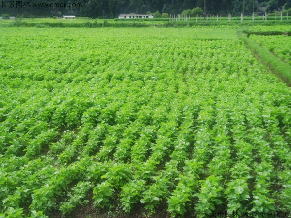 桑樹(shù)種子發(fā)芽出苗圖片